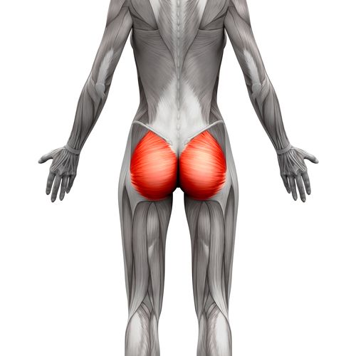Gluteal muscles highlighted on the buttocks